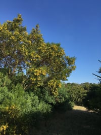 Image 4 of Acacia uncifolia - Coast Wirilda (Seeds)