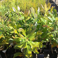 Image 2 of Banksia integrifolia - Coast Banksia (Seeds)