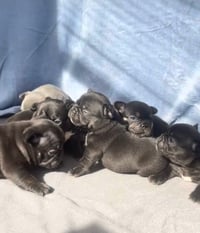 New Litter 