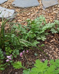 Image 2 of Pacific Silverweed : Argentina pacifica