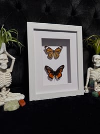 Image 2 of Butterfly duo (Danaus & Pseudacraea species)