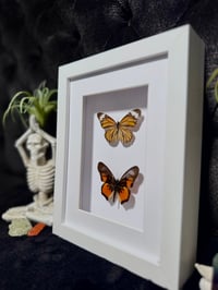 Image 3 of Butterfly duo (Danaus & Pseudacraea species)