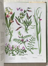 Image 10 of The Oxford book of Wild Flowers