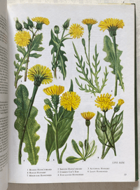 Image 3 of The Oxford book of Wild Flowers