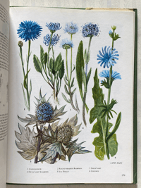Image 5 of The Oxford book of Wild Flowers
