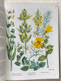 Image 2 of The Oxford book of Wild Flowers
