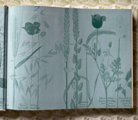 Image 3 of A Victorian Flower Album by Henry Terry