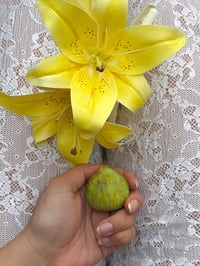 Image 3 of xl lemon lily claw