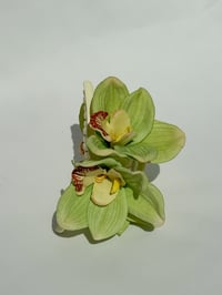 Image 1 of xl green cymbidium orchid claw 