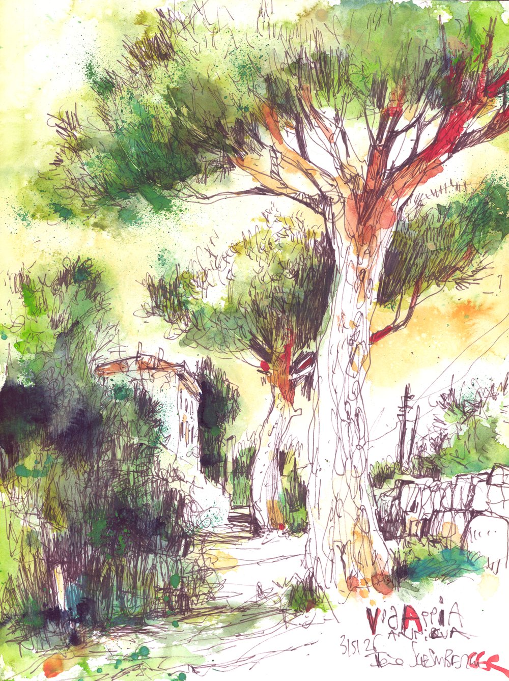 Image of Pinien Via Appigia Rom