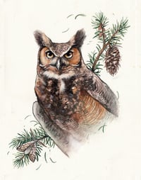 Great Horned Owl in Douglas Fir