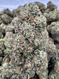 Top Shelf