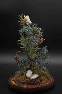 Image 5 of European Goldfinch