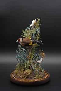 Image 2 of European Goldfinch