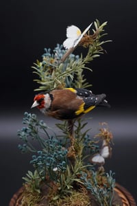 Image 4 of European Goldfinch