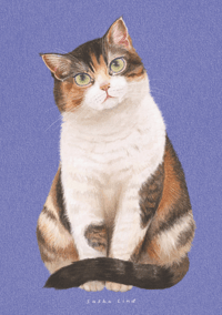 Calico Cat, A4