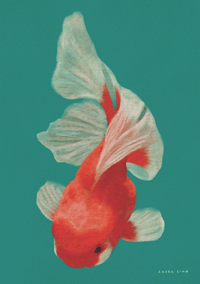 Oranda Goldfish, A4