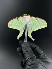#104 Actias Luna (Luna Moth)