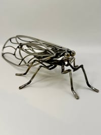 Image 5 of Cicada
