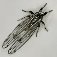 Image 3 of Cicada