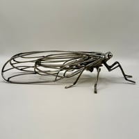 Image 4 of Cicada