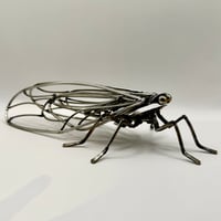 Image 2 of Cicada