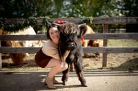 Image 2 of HIGHLAND Cow Mini Sessions~$225
