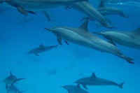 Dolphin Heart Vocal Activation