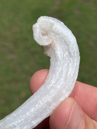 Image 4 of Rams Horn Selenite, Gypsum Specimen | Guizhou China #2867