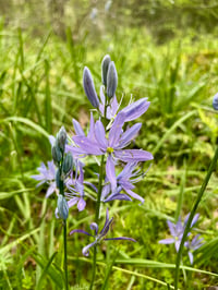 EOCF Native Garden Plants