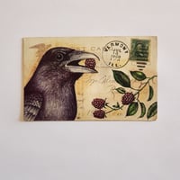 American Crow & Raspberries - original drawing on antique postcard