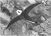 Image 1 of Migrating Bird