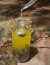 Tropical Potion 