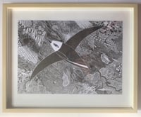 Image 2 of Migrating Bird