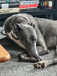 **COVER TO BE CONFIRMED ** Losing dog comic - The perks of adopting a greyhound