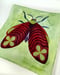 Image of Poker Moth