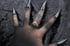 Dead good sorrell seeds floral ring Image 6
