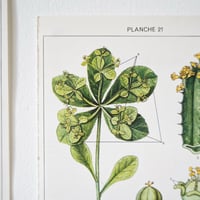 Image 6 of Planches De Botanique Colorées.
