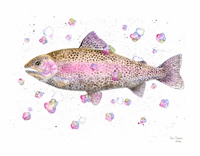 Image of Rainbow Trout