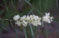 Image 4 of Acacia suaveolens – Sweet-scented Wattle