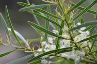 Image 1 of Acacia suaveolens – Sweet-scented Wattle