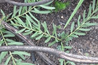 Image 3 of Acacia suaveolens – Sweet-scented Wattle