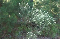 Image 2 of Acacia suaveolens – Sweet-scented Wattle