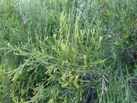 Image 3 of Melaleuca ericifolia – Swamp Paperbark
