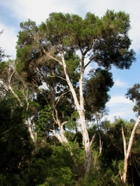Image 4 of Melaleuca ericifolia – Swamp Paperbark