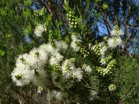 Image 1 of Melaleuca ericifolia – Swamp Paperbark