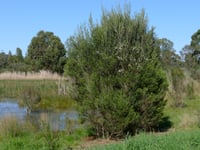 Image 2 of Melaleuca ericifolia – Swamp Paperbark