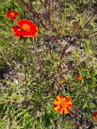 Image 6 of Summer on Earth - n21
