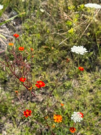 Image 4 of Summer on Earth - n21