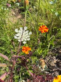Image 10 of Summer on Earth - n21